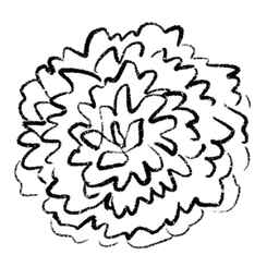 大丽花