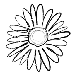 雏菊