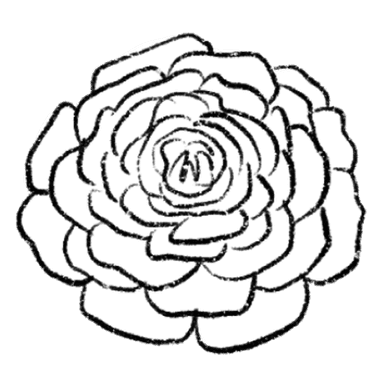 花毛茛