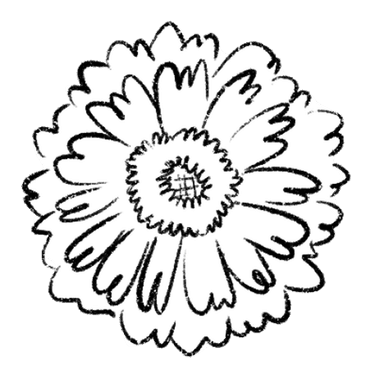 百日菊